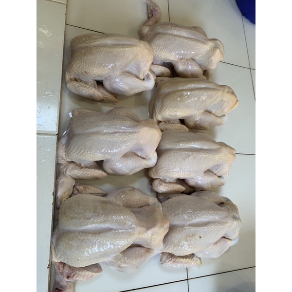 AYAM NEGRI PER EKOR FRESH