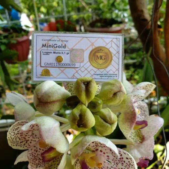 Emas MiniGold 0,05 gram dan kuitansi resmi distributor