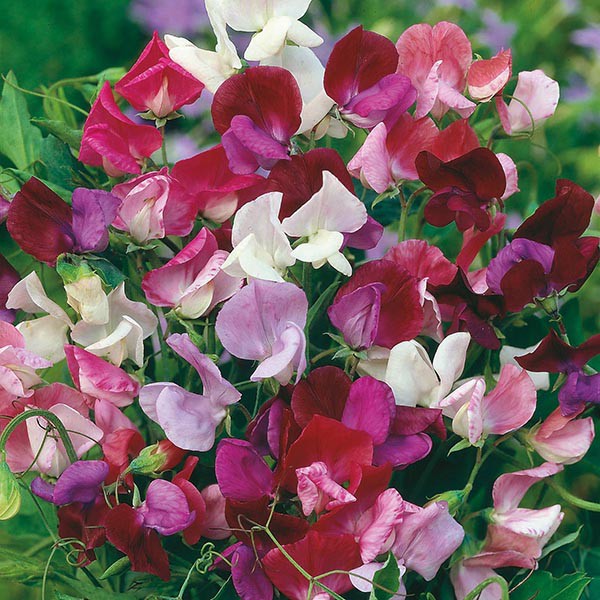 Benih Bibit Biji - Bunga Sweet Pea Old Spice Mixed Flower Seeds - IMPORT