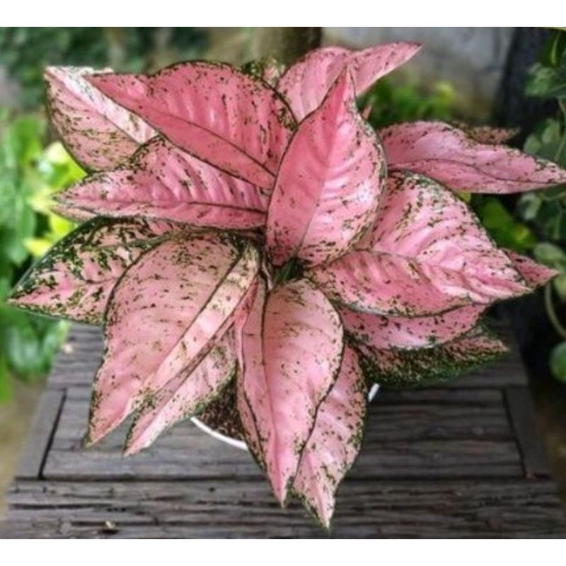 bonggol aglonema ruby compacta