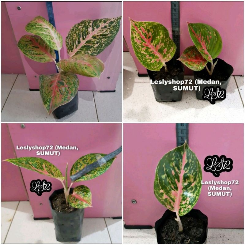 Aglonema Big Papa Anakan,Remaja & Dewasa