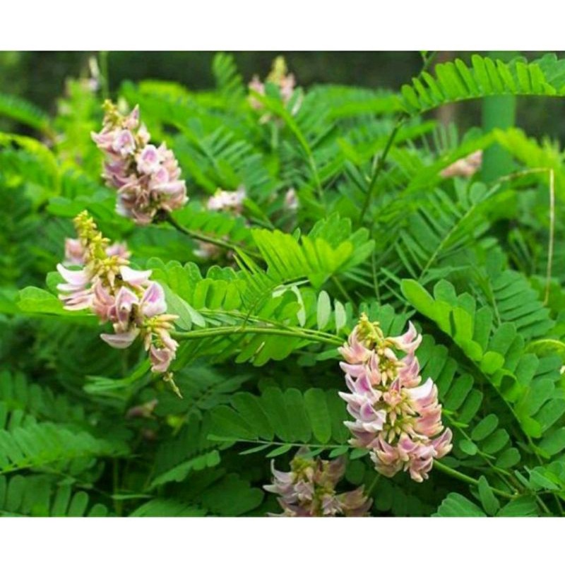 Daun Saga Herbal Segar
