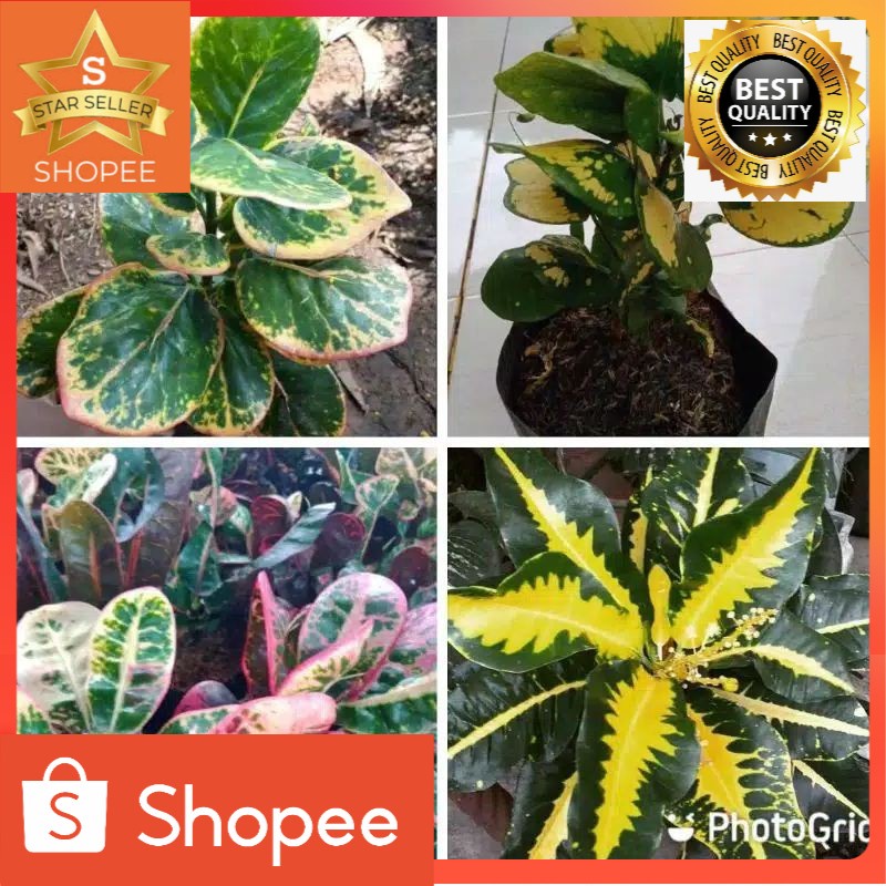 paket 4 jenis tanaman puring hias