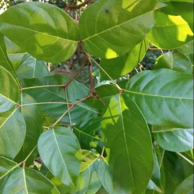 

Daun jengkol segar per 10 lembar daun jengkol herbal