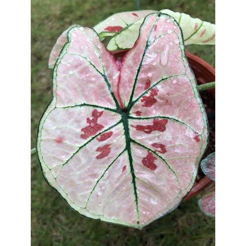 TERMURAH Caladium MAULIE / keladi red guava
