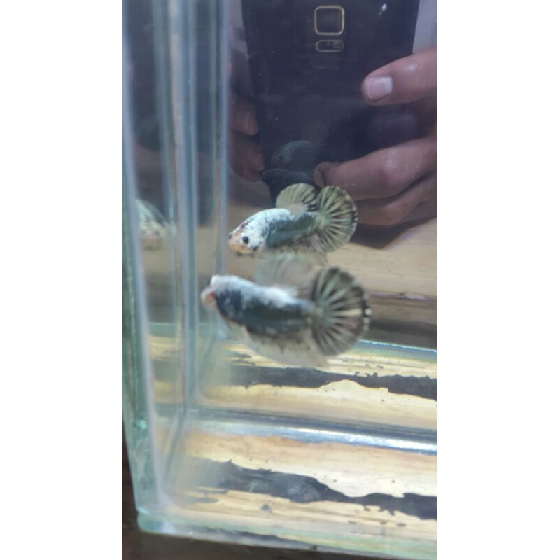 

cupang