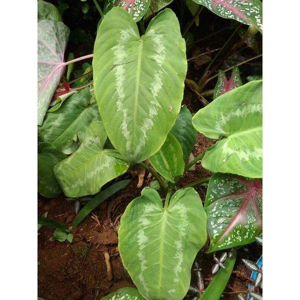 tanaman hias hamalomena