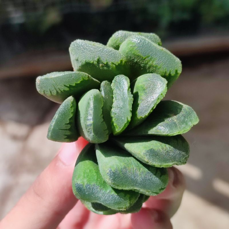 Haworthia truncata hybrid sukulen