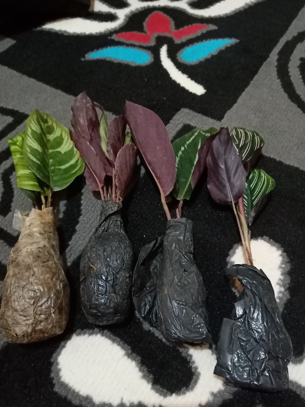 Tanaman Hias Spesial Paket Calathea - Kalatea Silverplat,gr.lipstik,ornata,makoyana