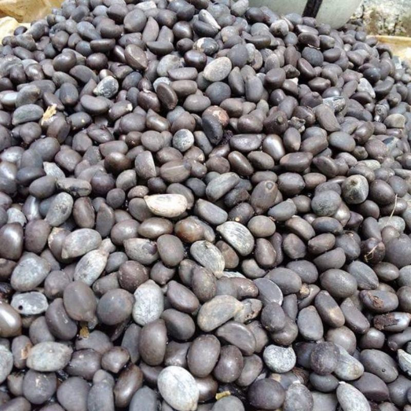 

Paket 50 Bibit Biji Aren / Kolang Kaling Genjah Varietas Unggul