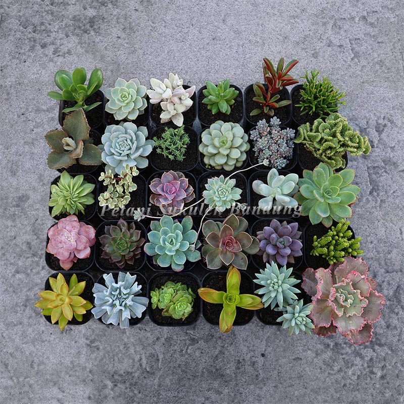 KAKTUS JUMBO sukulen sekulen tanaman hias hidup