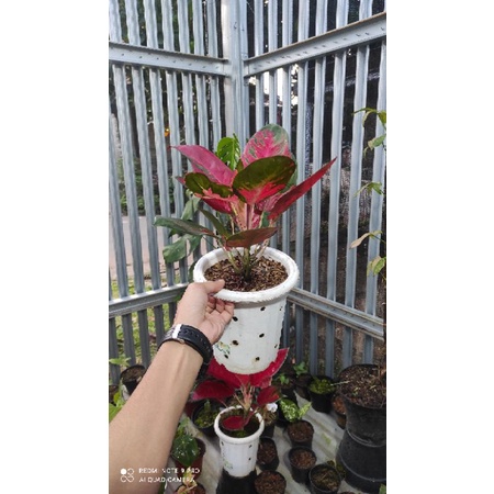 aglaonema kochin hello kitty induk