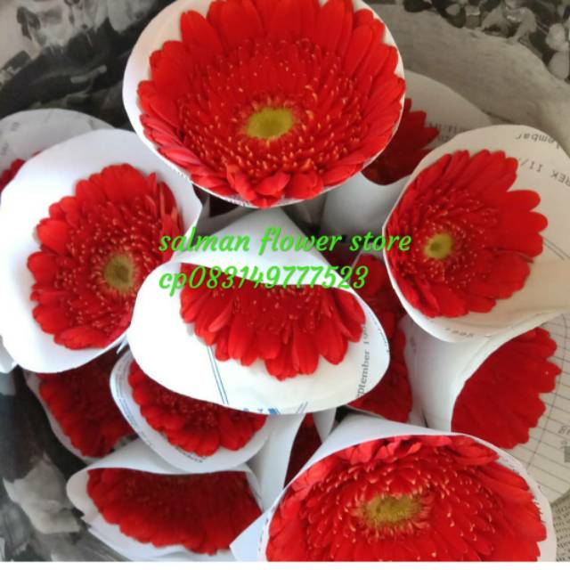 Bunga potong gerbera bunga cantik berbagai warna isi 10 tangkai