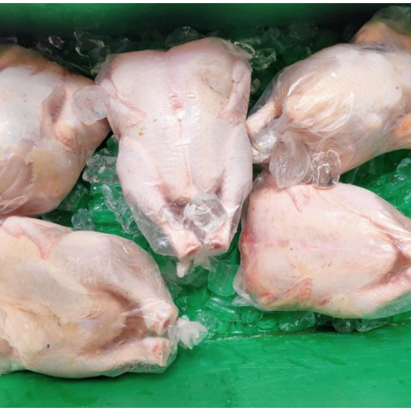 

Ayam Utuh ukuran 900 - 1kg