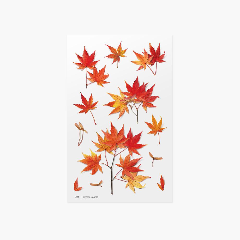 

APPREE Pressed Flower Sticker - Palmate Maple (032)