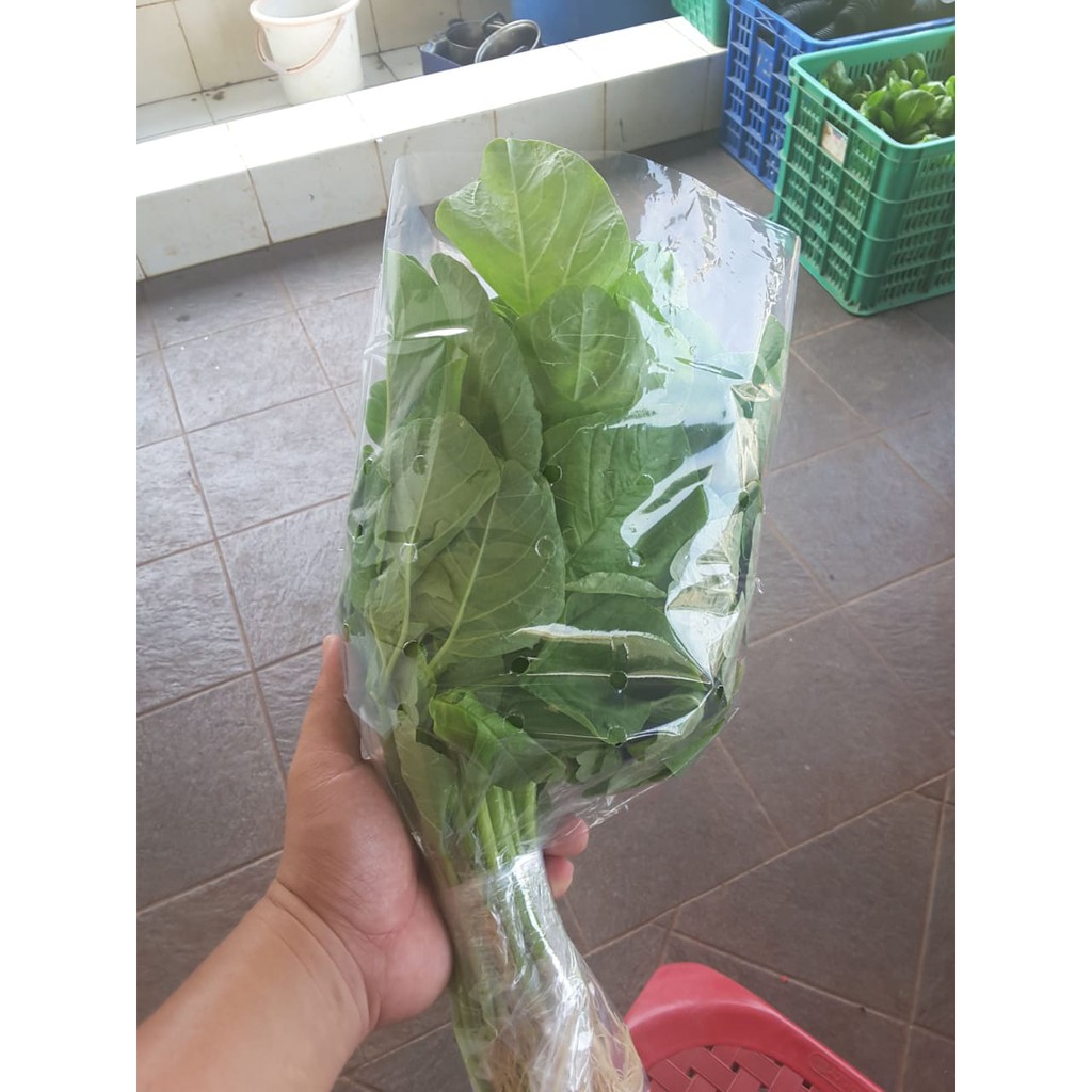

Sayur Hidroponik Organik Bayam Hijau. 250 gram, 2 Pax