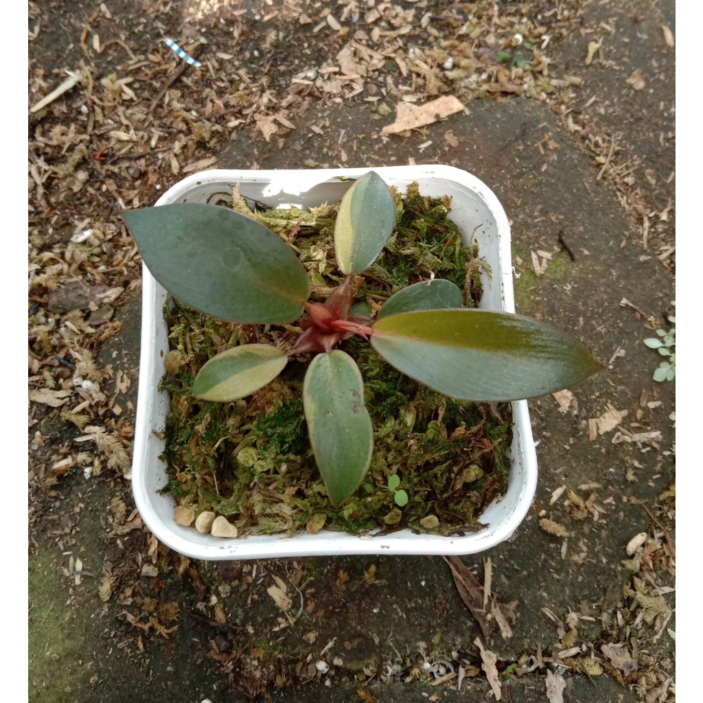 black cardinal variegata