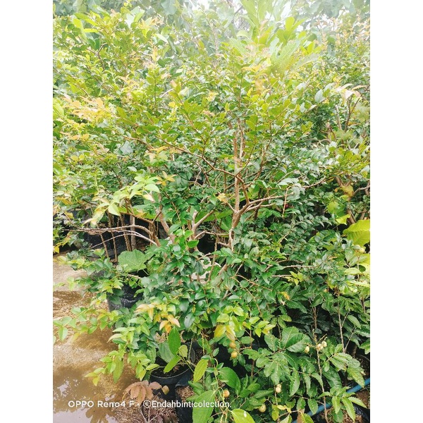 Anggur pohon brazil siap berbuah