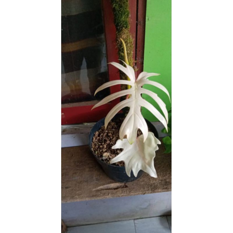 tanaman hias philodendron mayoi variegata sesuai gambar
