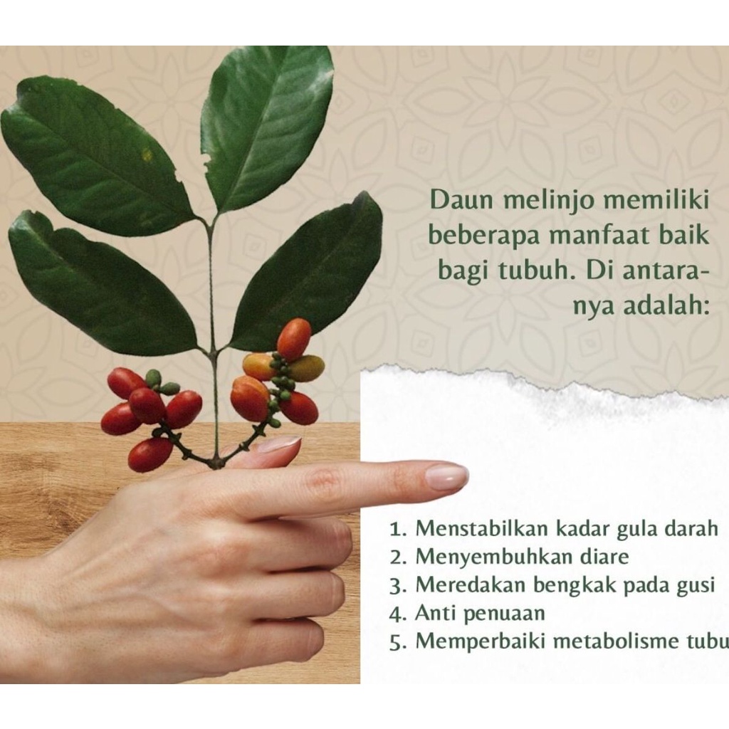 Daun Tangkil Melinjo Segar