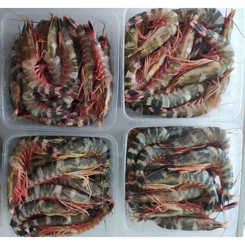 

UDANG WINDU,UDANG JUMBO