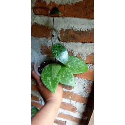 hoya sp ngajuk parasatica splash