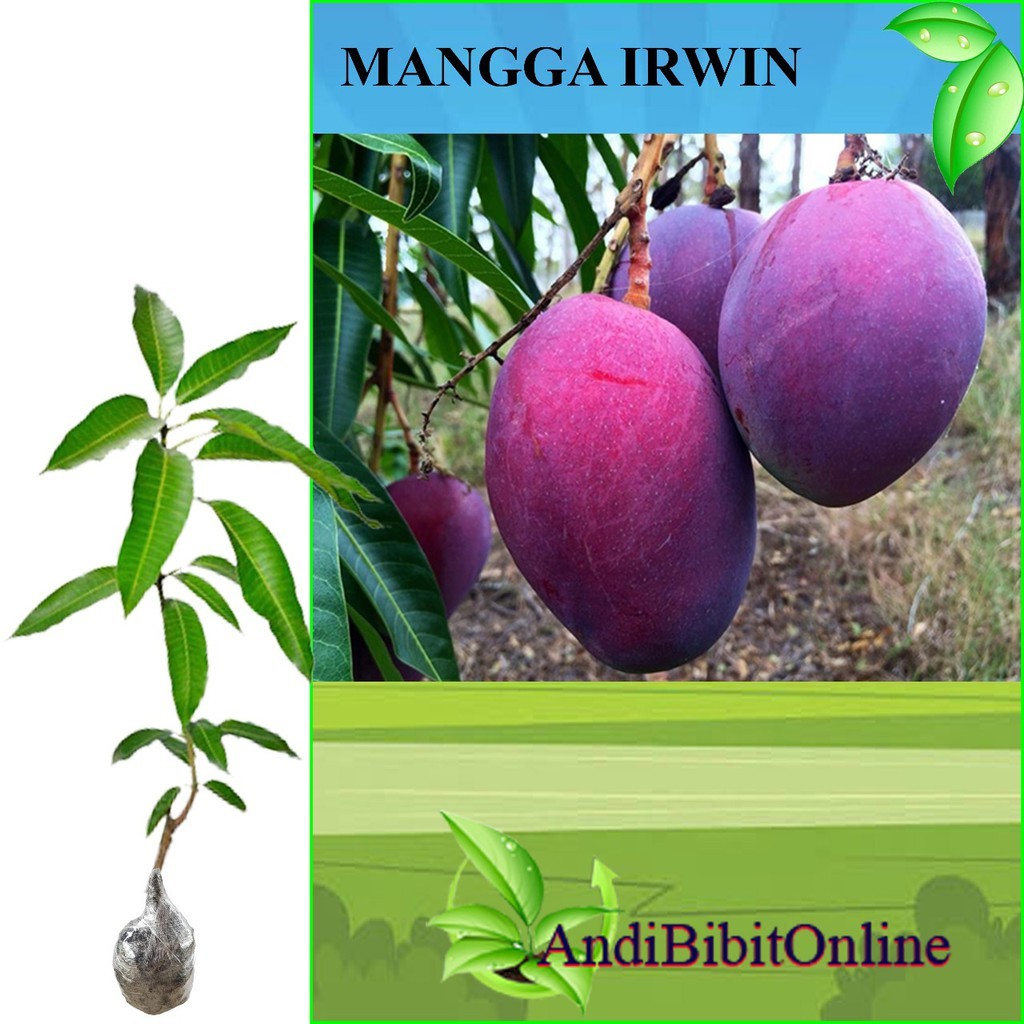Tanaman Mangga Irwin - Bibit Mangga Irwin