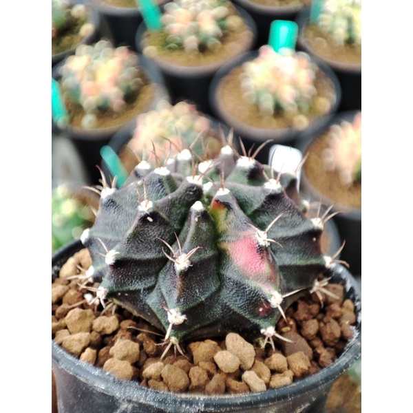 Gymno miha hybrid variegata (black pearl)