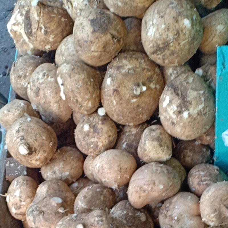 

promoooooo bengkuang manis ready