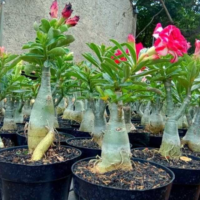Adenium bunga tumpuk warna merah