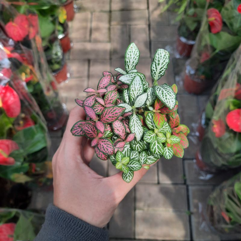 fittonia import mix dan 1 warna