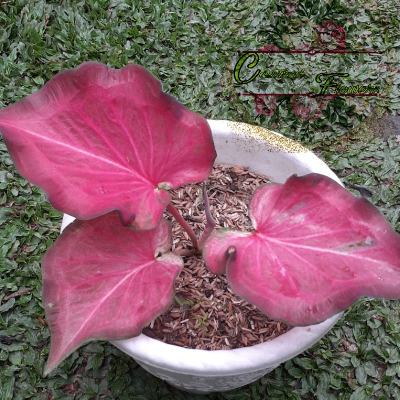 Bibit  Keladi /  Anakan Caladium  "RAMLA "     - keladi hias hybrid / Keladi  Thailand import