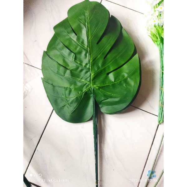 monstera jumbo