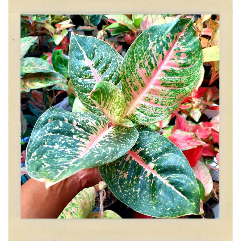 Tanaman hias aglaonema aglonema harlequeen