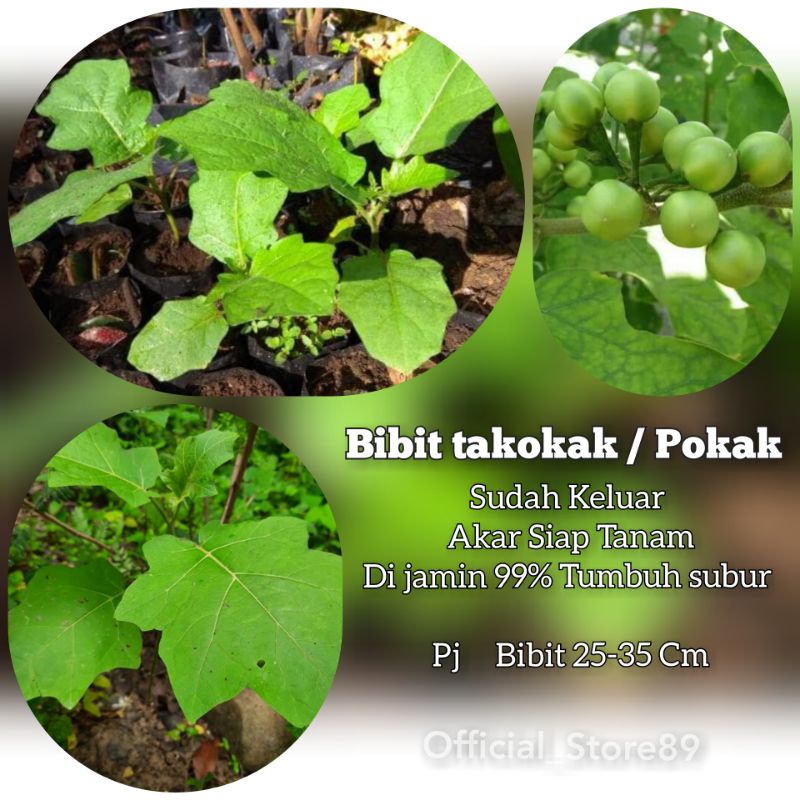 BIBIT TANAMAN TAKOKAK / POKAK