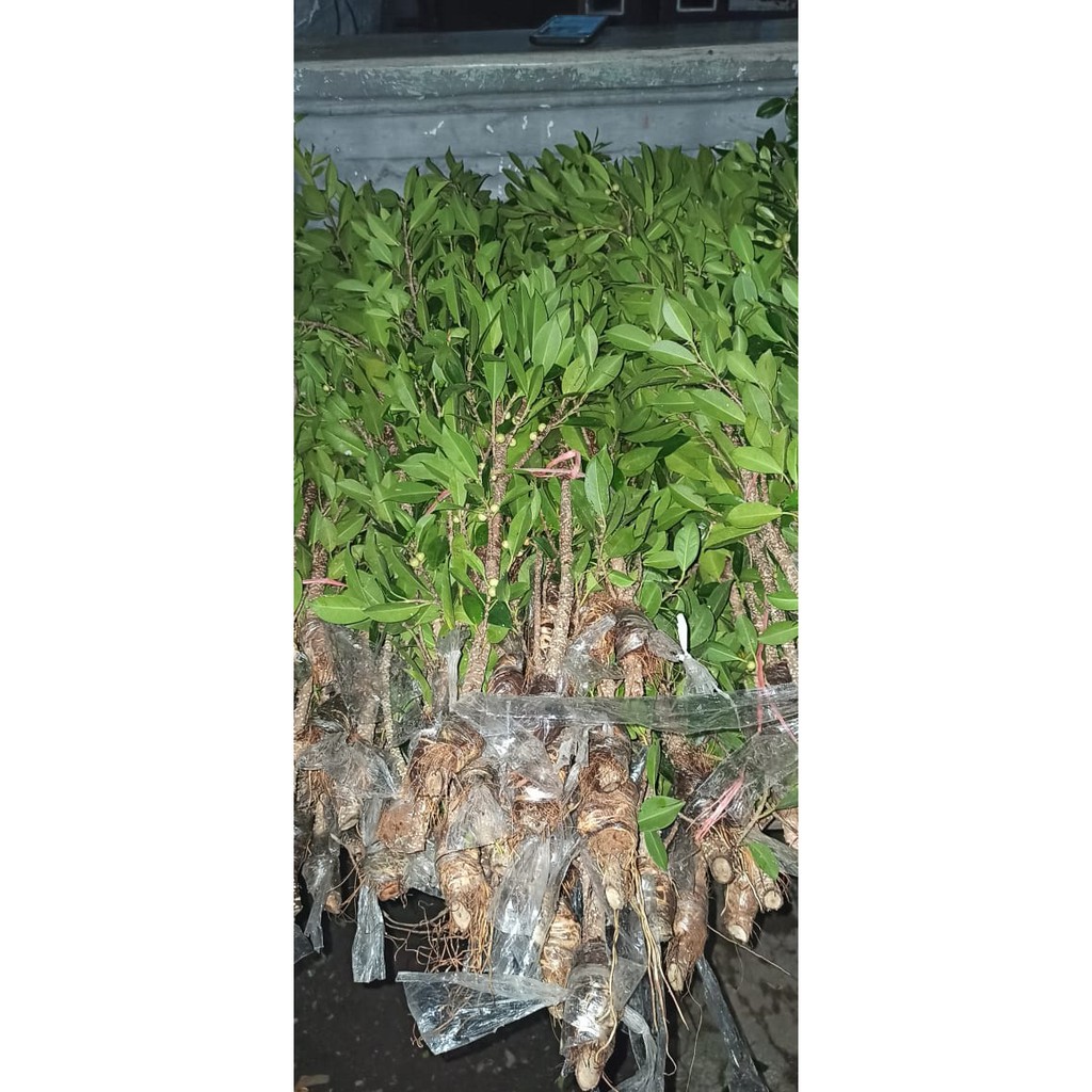 Cangkok kimeng full pucuk/cangkok kimeng murah besar jari telunjuk