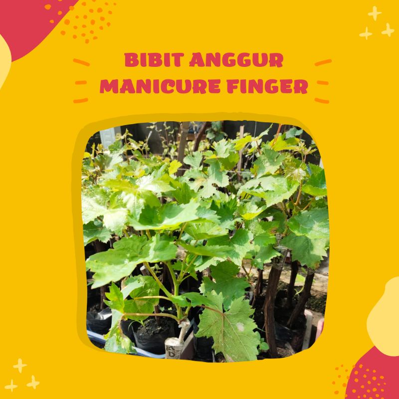 bibit anggur akademik import, tanaman anggur akademik berkualitas valid