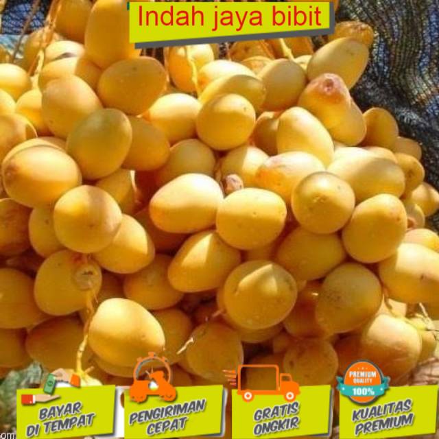 Bibit kurma tropis indonesia termurah (BISACOD)
