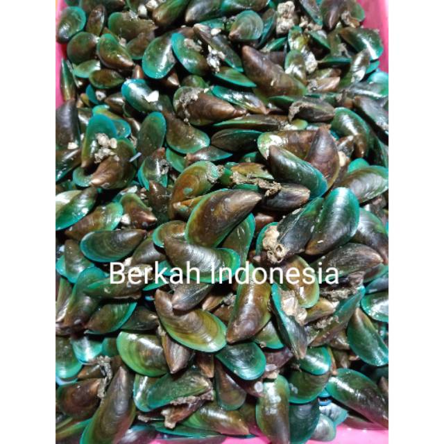 

Kerang Hijau Segar 1 kg