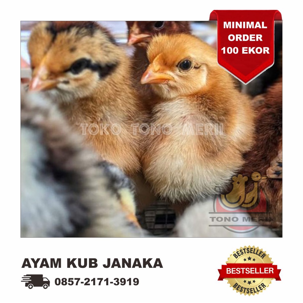 DOC Anak Ayam KUB Janaka (KUB Generasi 2) - Isi 102 Ekor