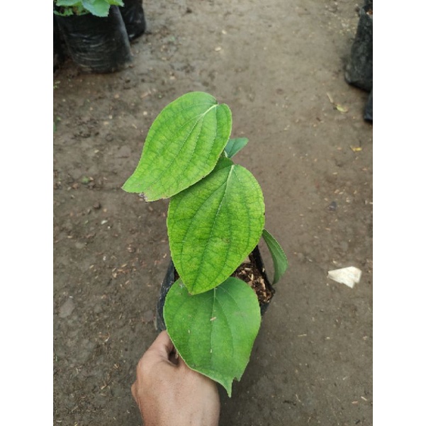 Tanaman herbal Lada perdu / lada pohon