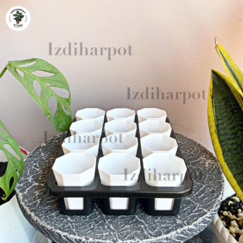 1 set Tray + POT BUNGA NKT PAGODA MINI 5CM PUTIH | tray semai bibit