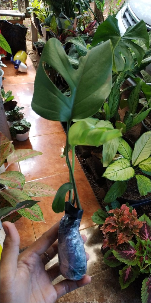 Pohon Mostera | Tanaman Hias Mostera