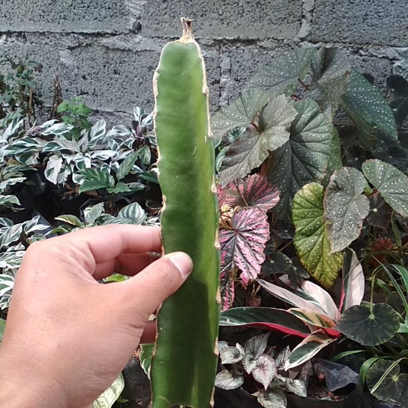 

bibit pohon aren isi 3