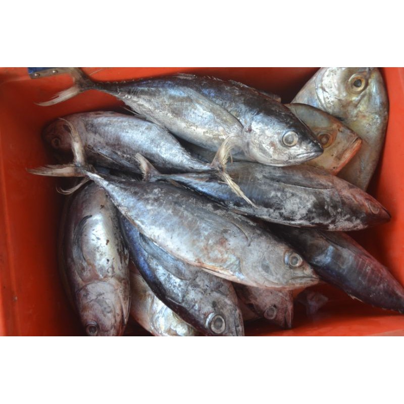 

tongkol tuna