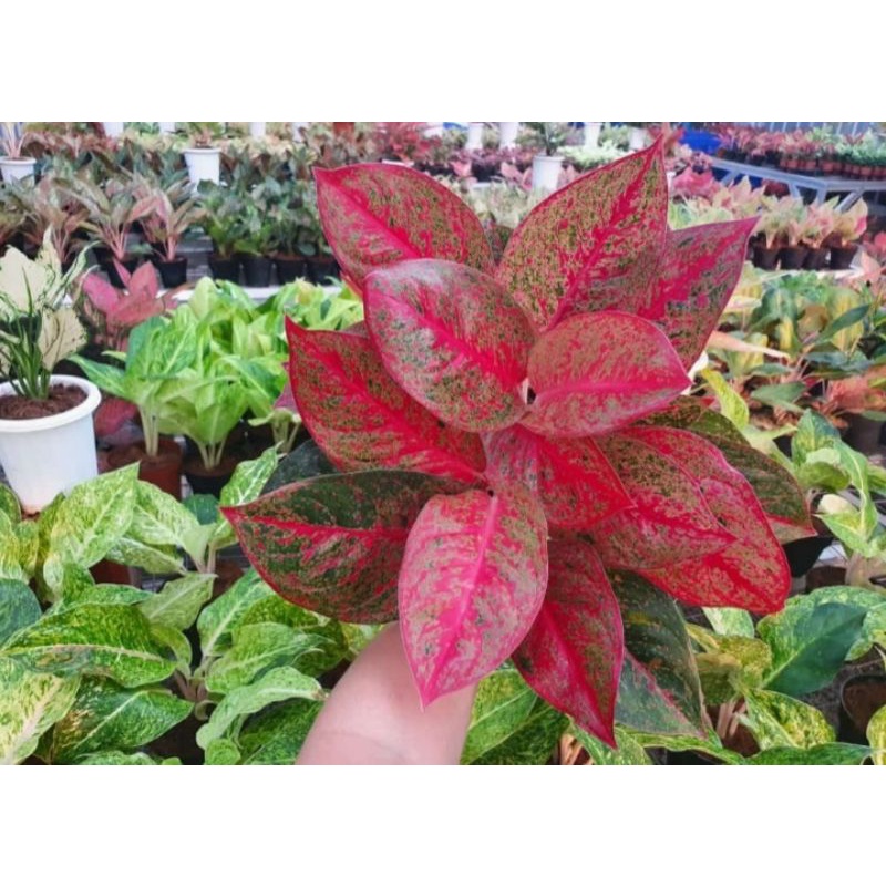 AGLONEMA SUPER RED STARDUST JUMBO R-2