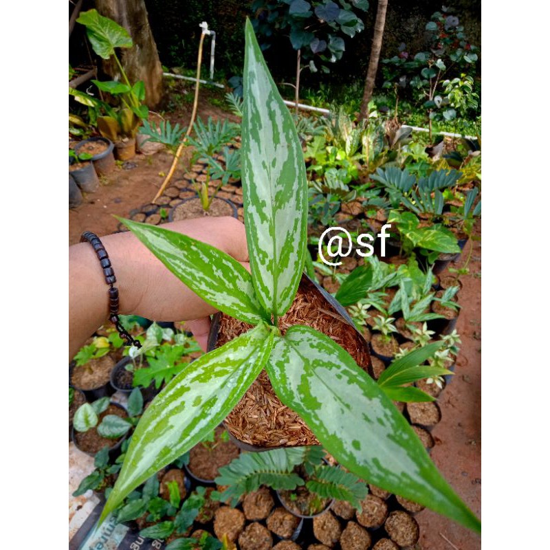 AGLAONEMA SILVER QUEEN