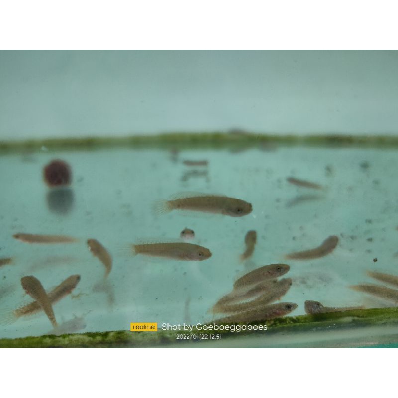 ikan chana andrao 3-4 cm