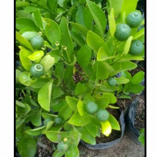 bibit tanaman jeruk peras/ pohon jeruk peras