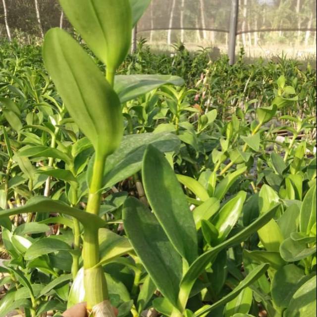 Anggrek Dendrobium Keriting Remaja